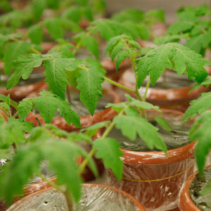 "Stresle tatlanan" domates geliştirdiler