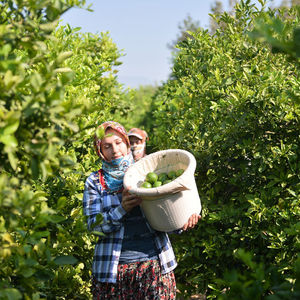 Limon hasadında yük kadınlarda