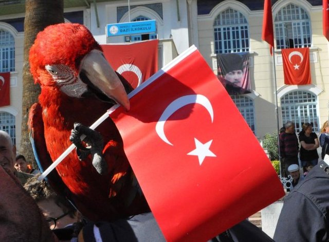 Türk bayrağı resimleri: En etkileyici ve en güzel Türk bayrağı fotoğrafları 