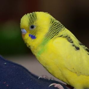 Evde beslenebilen papağan türleri