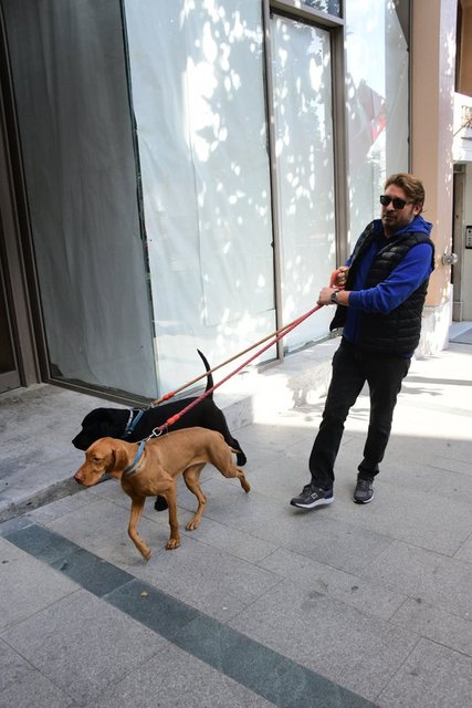 NİŞANTAŞI'NDA KÖPEKLERİNİ GEZDİREN RIFAT DEDEMAN YÜRÜYÜŞ YAPTI.