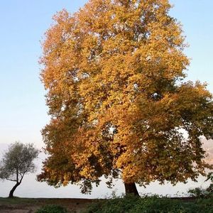 Sapanca'da sonbaharın renkleri