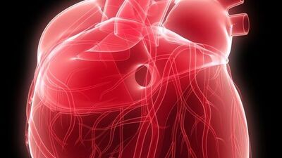 Böbrek ve kalp sağlığı ilişkisi