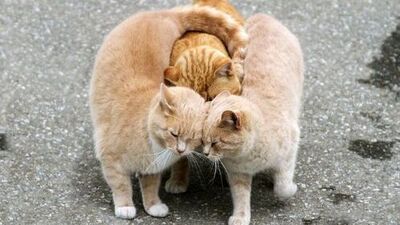 Sevgilinizi paylaşır mısınız?