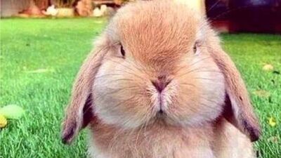 Çocukluk çağında şişmanlık problemi