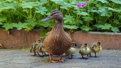 Yeni annelerin doğru sandığı yanlışlar