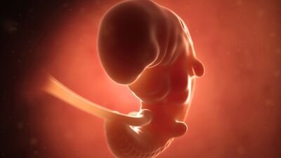 Gebeliğin 4. haftasında neler oluyor?