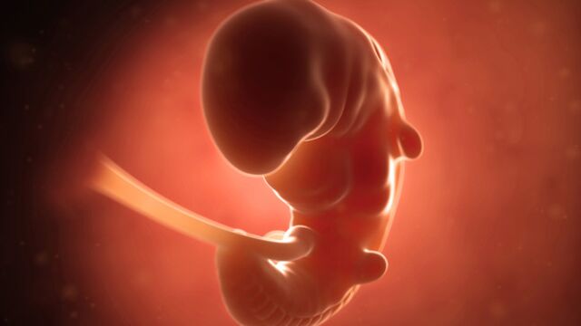 Gebeliğin 4. haftasında neler oluyor?