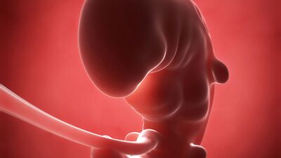 Gebeliğin 5. haftasında neler oluyor?