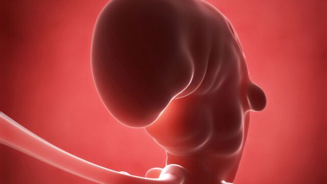 Gebeliğin 5. haftasında neler oluyor?