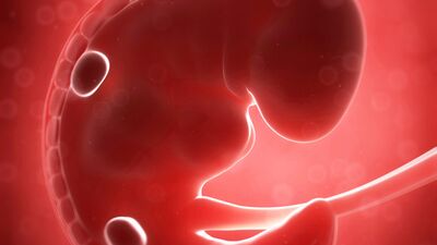 Gebeliğin 6. haftasında neler oluyor?