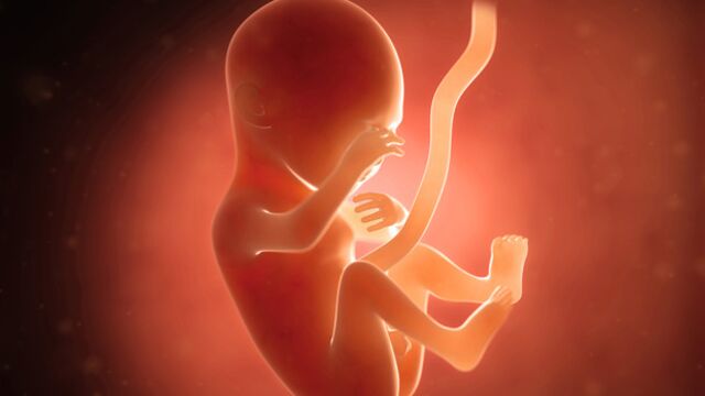 Gebeliğin 17. haftasında neler oluyor?