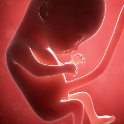 Gebeliğin 18. haftasında neler oluyor?