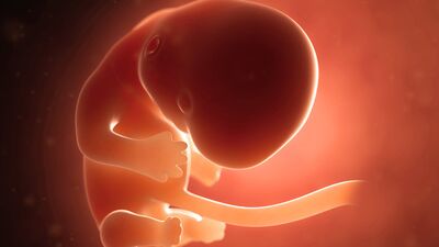 Gebeliğin 7. haftasında neler oluyor?