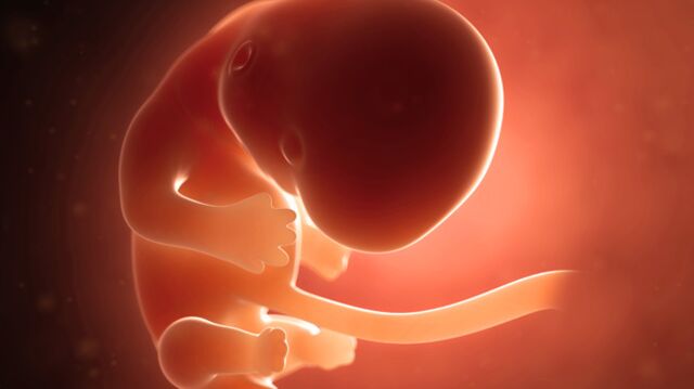 Gebeliğin 7. haftasında neler oluyor?