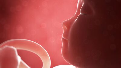 Gebeliğin 19. haftasında neler oluyor?