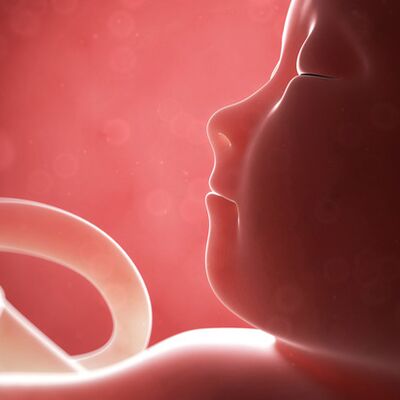 Gebeliğin 19. haftasında neler oluyor?