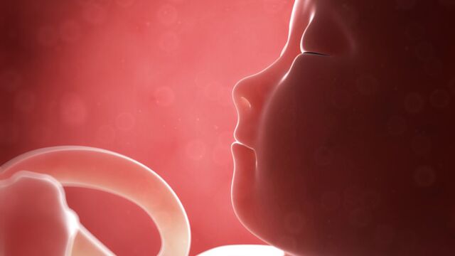 Gebeliğin 19. haftasında neler oluyor?