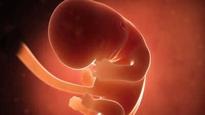 Gebeliğin 8. haftasında neler oluyor?