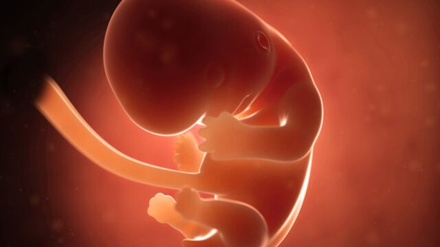 Gebeliğin 8. haftasında neler oluyor?