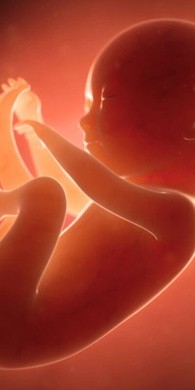 Gebeliğin 20. haftasında neler oluyor?