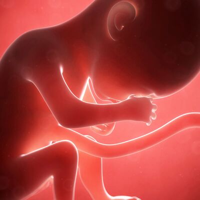 Gebeliğin 21. haftasında neler oluyor?