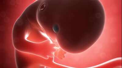 Gebeliğin 9. haftasında neler oluyor?