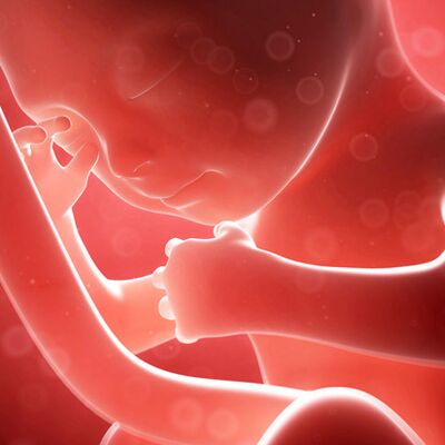 Gebeliğin 23. haftasında neler oluyor?