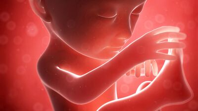 Gebeliğin 24. haftasında neler oluyor?