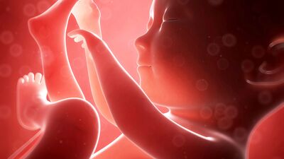 Gebeliğin 25. haftasında neler oluyor?