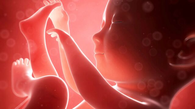 Gebeliğin 25. haftasında neler oluyor?