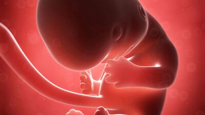 Gebeliğin 10. haftasında neler oluyor?