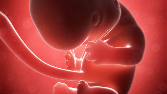 Gebeliğin 10. haftasında neler oluyor?