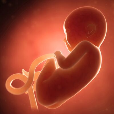 Gebeliğin 26. haftasında neler oluyor?