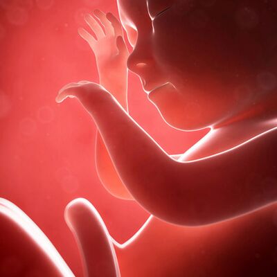 Gebeliğin 28. haftasında neler oluyor?