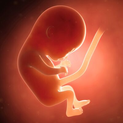 Gebeliğin 11. haftasında neler oluyor?