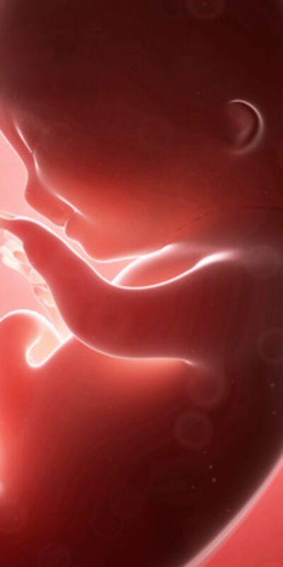 Gebeliğin 12. haftasında neler oluyor?