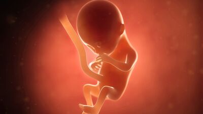 Gebeliğin 14. haftasında neler oluyor?