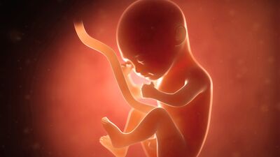 Gebeliğin 15. haftasında neler oluyor?