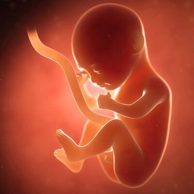 Gebeliğin 15. haftasında neler oluyor?