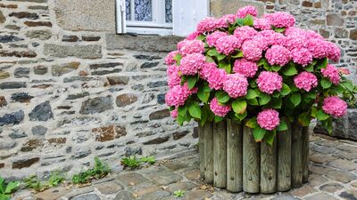 Evinizi renklendirir: Ortanca