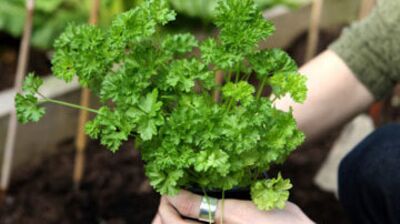 Sebze yetiştirmek için bilmeniz gerekenler