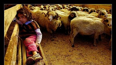 9 yaşından küçük çocuğun kurban kesimini izlemesine izin vermeyin