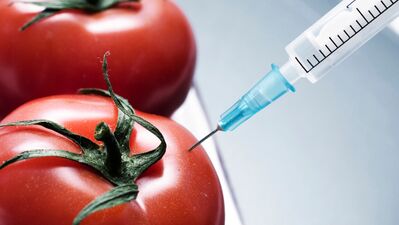 GDO insana zarar vermez mi?