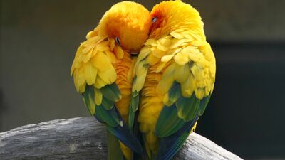 Nasıl bir aşıksınız?