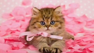 Sevgilinize canlı bir doğum günü hediyesi verin!