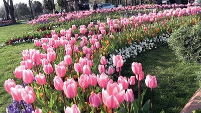 Şehr-i İstanbul'da lale vakti