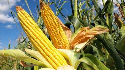 9 Mısırdan 6'sı riskli çıktı!