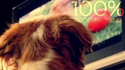 Bu televizyon kanalı insanlar için değil!