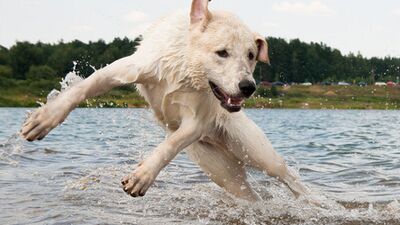 Binbir hünerli sevimli dostlar!